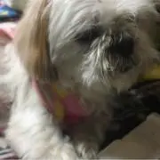 nonnon