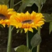 ひまわり畑の画像