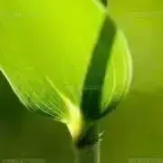 ぱんの画像