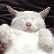 かおーる