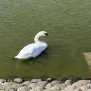 コー