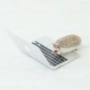 どんの画像