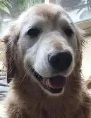 のりぽん