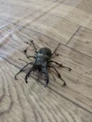 のりのり