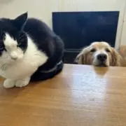 犬猫飼いウタコの画像