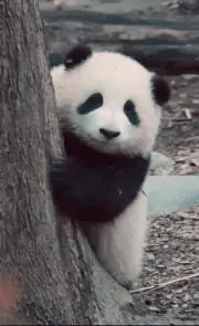 ぱんだぁの画像