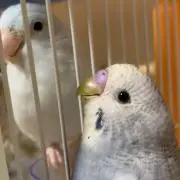 hun @の画像