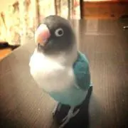 ピピン