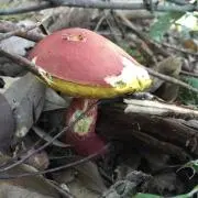 はぢ
