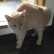 maimaiの画像