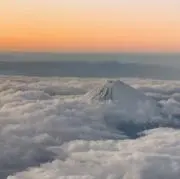 aoの画像