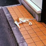 ぽっぽ