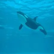 ますちゃん