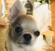 emi