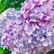 ちぃ
