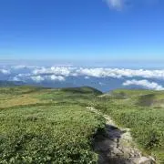 コイケの画像