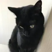 みーの画像