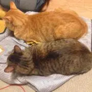 abcdの画像