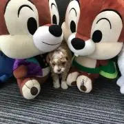 ゆうの画像