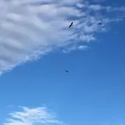 マル