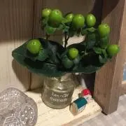 katoyuの画像