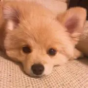 バビ