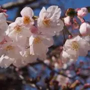 くりの画像