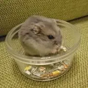 みかん星人の画像