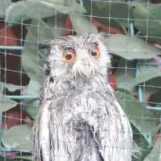 ふくろぉの画像