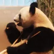 りーままの画像