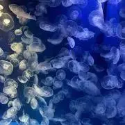 れもんの画像