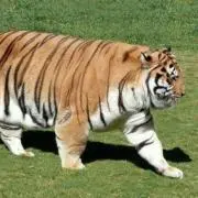 着払限定☆断捨離☆シン・シティ☆ジェシカ・アルバ☆特殊反転両面印刷☆ポスター 着払限定☆断捨離☆シン・シティ☆ジェシカ・アルバ☆特殊反転両面印刷