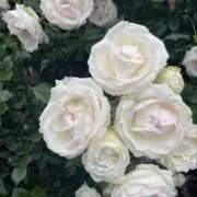 おいもの画像