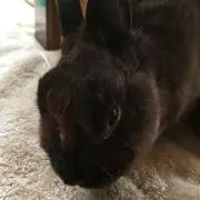 ジンの画像