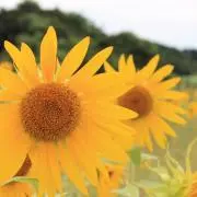 おぅの画像