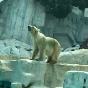 シロクマの画像