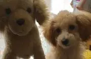 茶々まるの画像