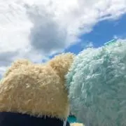 さくらの画像