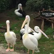 ペリカン