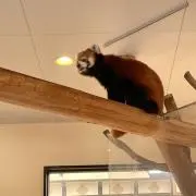 おかきゆうの画像