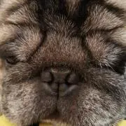 パグ