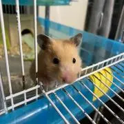 モカ