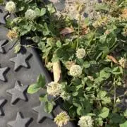 youの画像