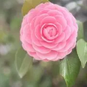 ちゃぱんだの画像