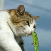 まきえ