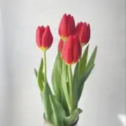 さちの画像