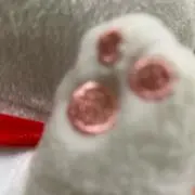 チョモランマの画像