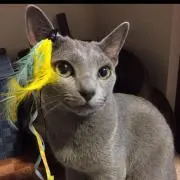 ロアンの画像