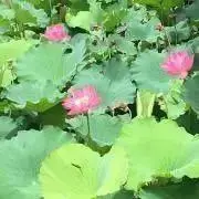 Hasunohanaの画像
