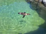 積極性が大事！の画像
